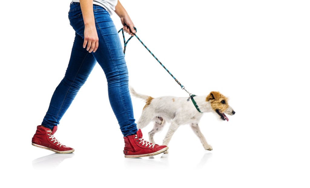 Can I Walk my Dog after Back Surgery? Dr. Stefano Sinicropi