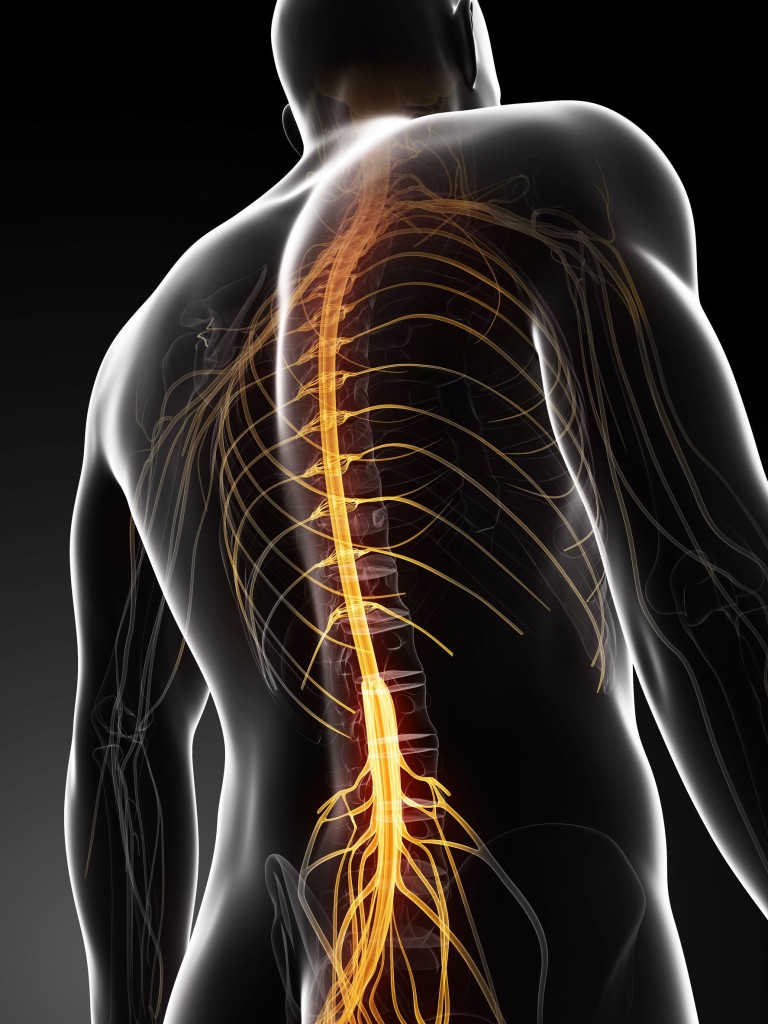 spine nerves